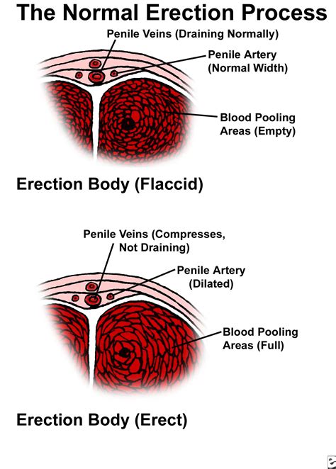 Penis: Anatomy, Picture, Erection, and Ejaculation